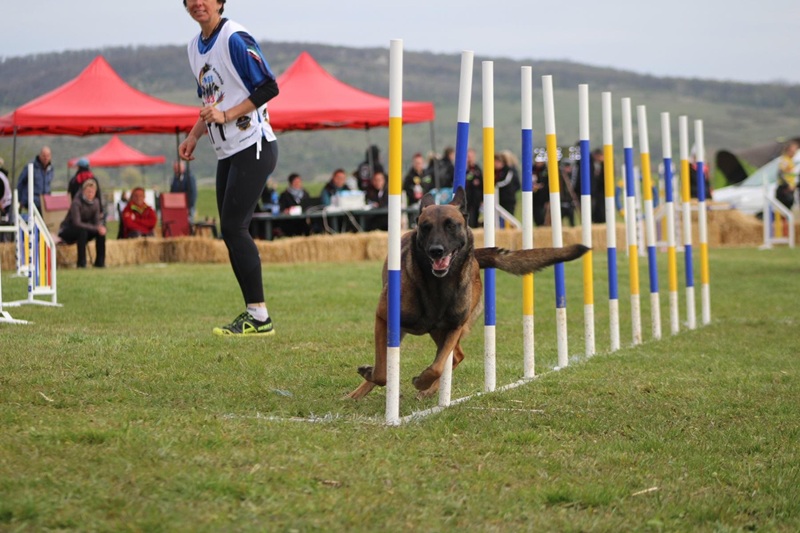 Corsi di Agility Dog Pinerolo - Torino