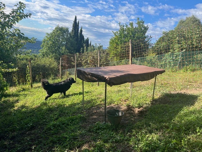 Pensione Per Cani Pinerolo - Torino