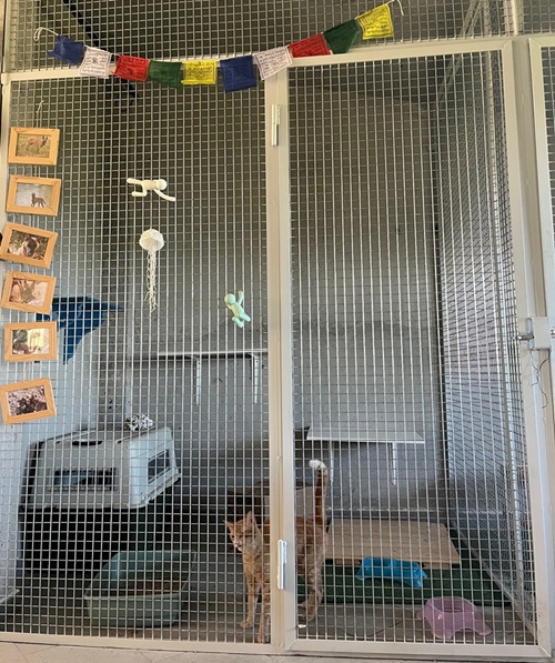 Pensione Per Gatti Torino